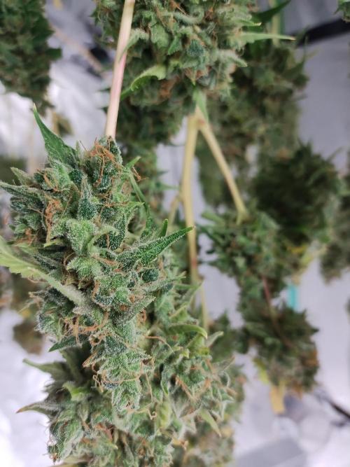 Blackberry Cream Auto DWC. Week 19 - Day 133