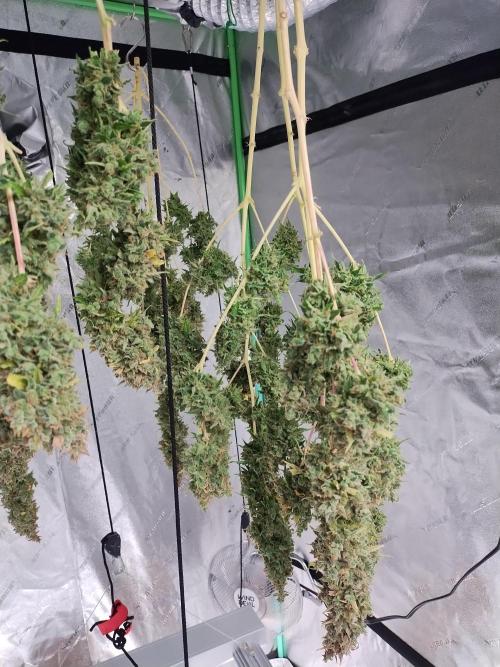 Blackberry Cream Auto DWC. Week 19 - Day 133