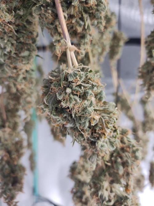Blackberry Cream Auto DWC. Week 19 - Day 141