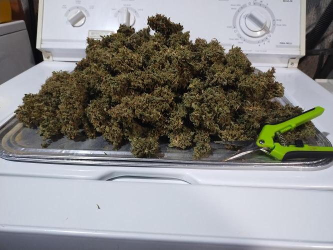 Blackberry Cream Auto DWC. Week 19 - Day 147