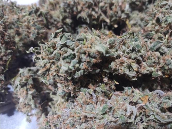 Blackberry Cream Auto DWC. Week 19 - Day 147