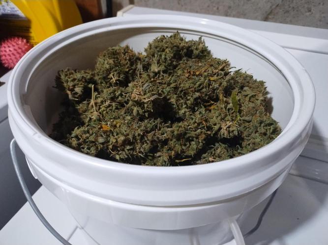 Blackberry Cream Auto DWC. Week 19 - Day 147