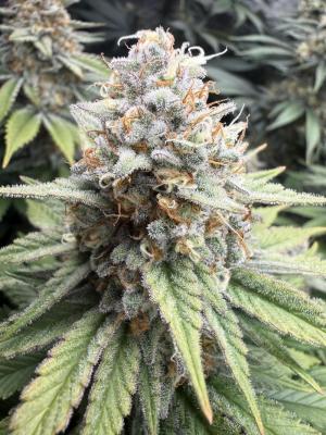 Comment by Laleyenda_wd photo #1