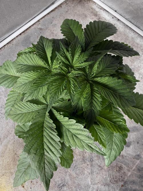 Tropicanna cherry. Week 2 - Su color perfecto. 