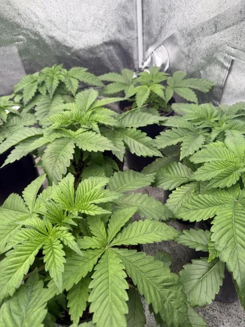 Tropicanna cherry. Week 2 - Estabilidad en la altura. 