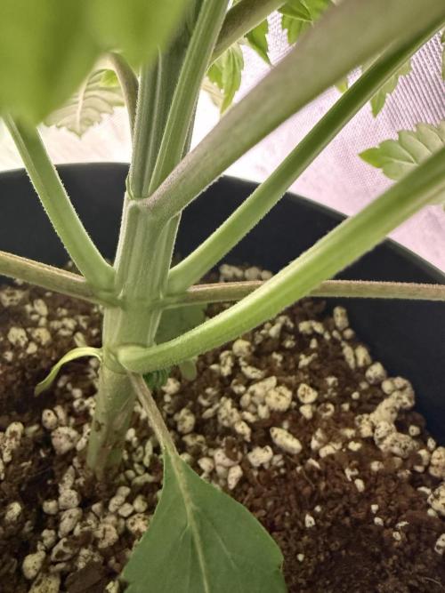 Tropicanna cherry. Week 2 - Un tronco ya desarrollado.