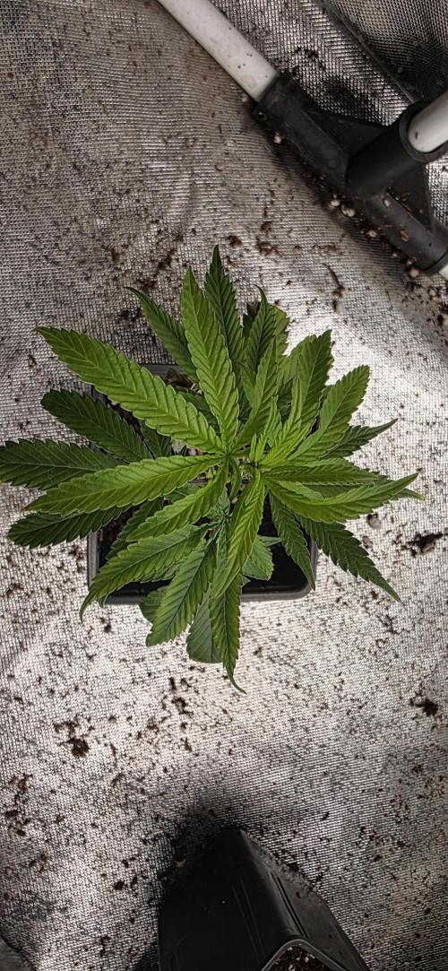 Super Boof. Week 1 - empiezan a coger su color.