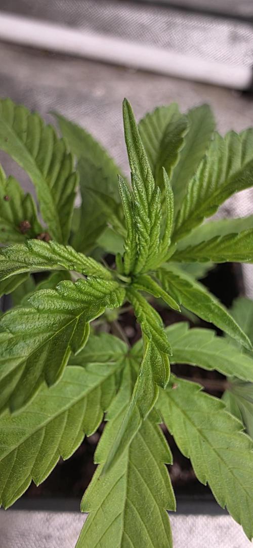 Super Boof. Week 1 - mostrando brotes nuevos. 