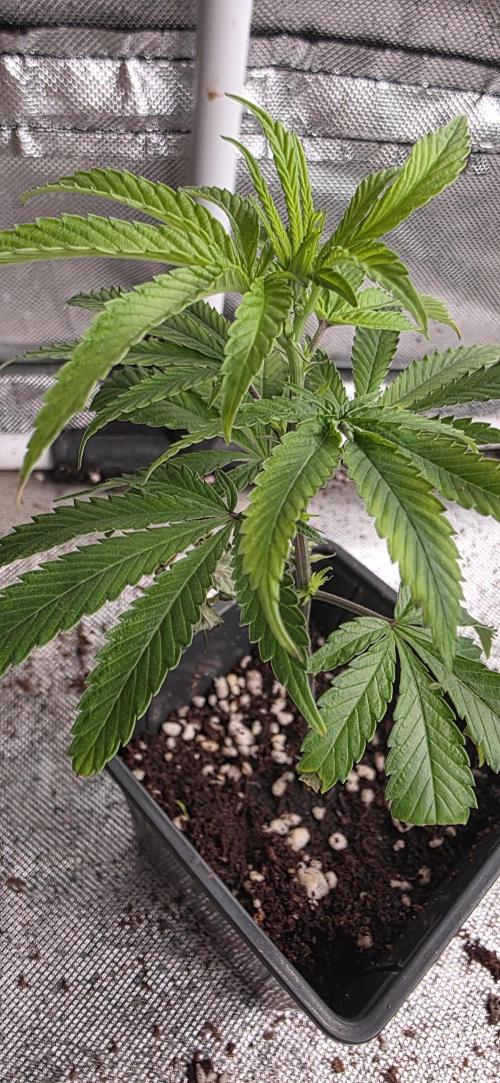 Super Boof. Week 1 - su estructura 