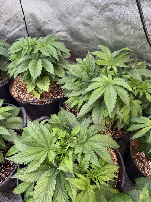 Tropicanna cherry. Week 3 - Pronto una defoliación 