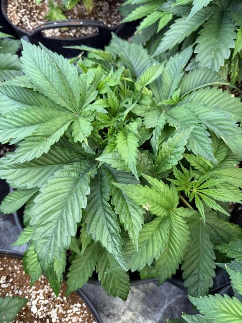 Tropicanna cherry. Week 3 - Muy buena distancia internodal. 