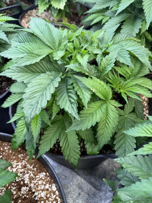 Tropicanna cherry. Week 3 - Una estructura preciosa 