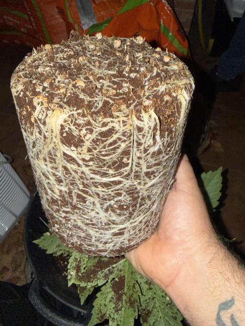 Tropicanna cherry. Week 3 - Un buen sistema radicular. 