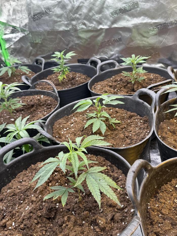 Super Boof. Week 2 - Transplante a 25l conseguiremos con mucho cuidado una buena estructura. 