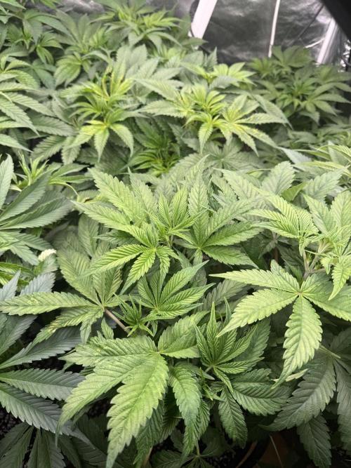 Tropicanna cherry. Week 4 - Ya se han recuperado de su defoliación. 