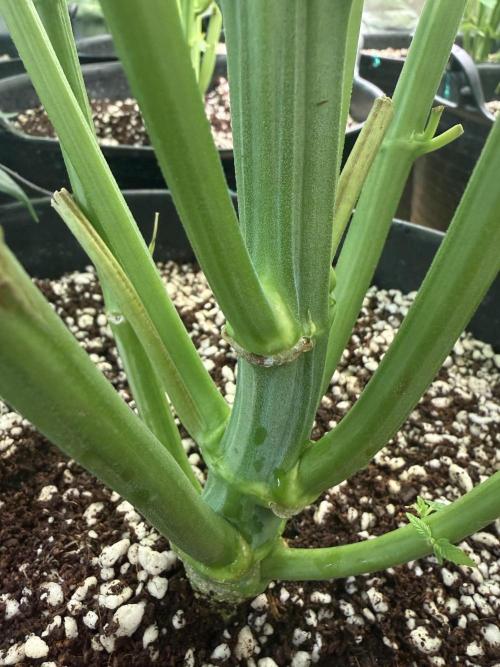 Tropicanna cherry. Week 4 - Una estructura increíble. 