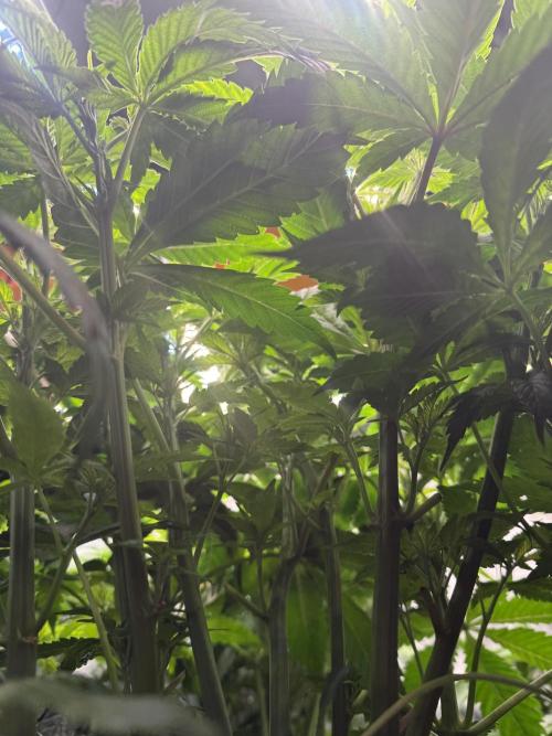 Tropicanna cherry. Week 4 - Ahí vemos el paisaje por debajo. 