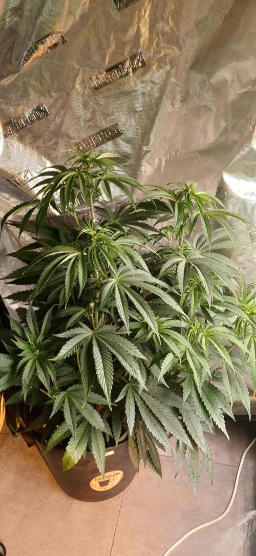 Tropicanna cherry. Week 5