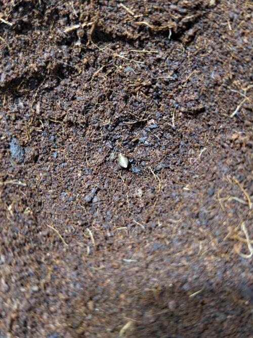 Fruit Gum fem COCOSIK. Week 0