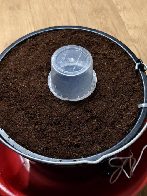 Fruit Gum fem COCOSIK. Week 0