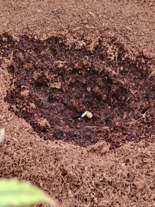 Fruit Gum fem COCOSIK. Week 0