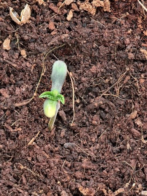 Fruit Gum fem COCOSIK. Week 0