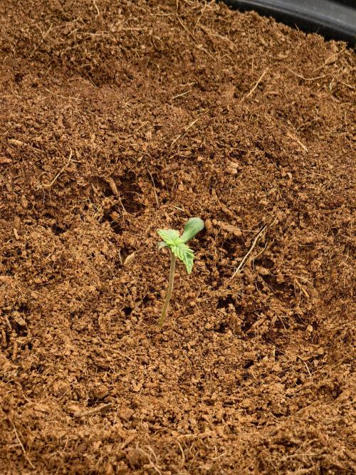 Fruit Gum fem COCOSIK. Week 0