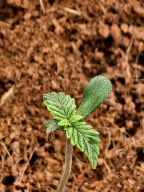 Fruit Gum fem COCOSIK. Week 0
