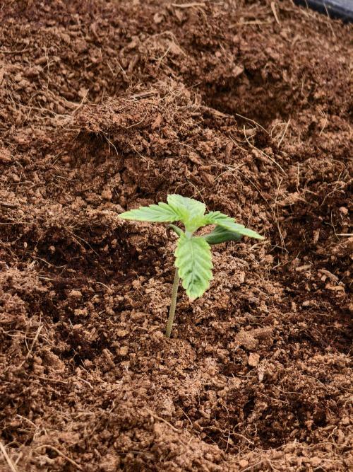 Fruit Gum fem COCOSIK. Week 1