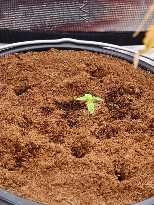 Fruit Gum fem COCOSIK. Week 1