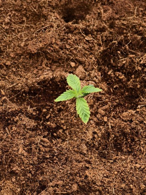 Fruit Gum fem COCOSIK. Week 1