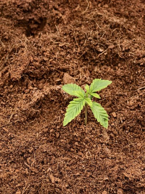 Fruit Gum fem COCOSIK. Week 1