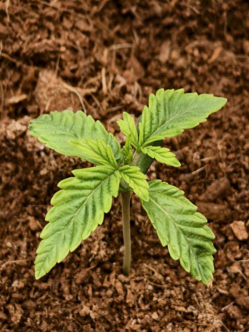 Fruit Gum fem COCOSIK. Week 1