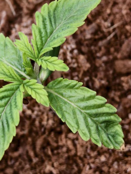 Fruit Gum fem COCOSIK. Week 1