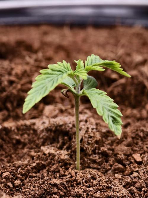 Fruit Gum fem COCOSIK. Week 1