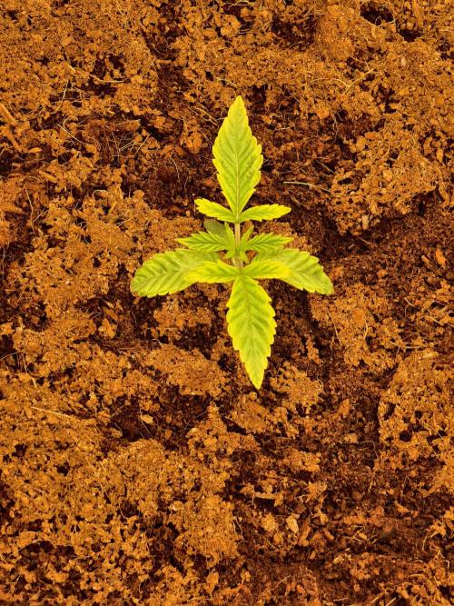 Fruit Gum fem COCOSIK. Week 1