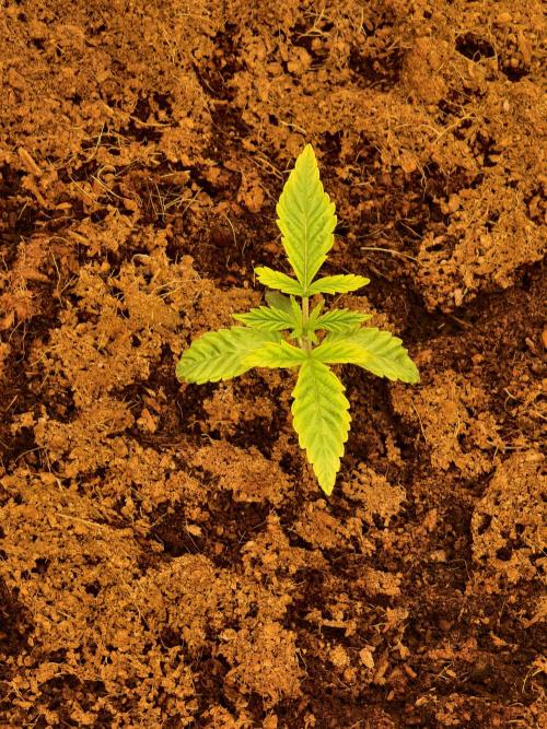 Fruit Gum fem COCOSIK. Week 1