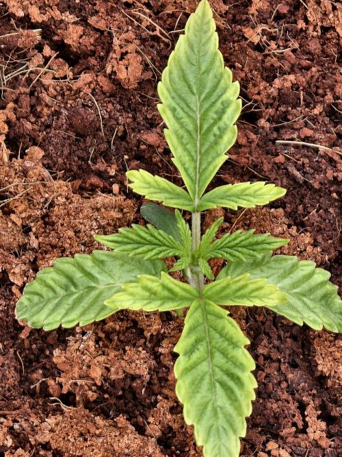 Fruit Gum fem COCOSIK. Week 1