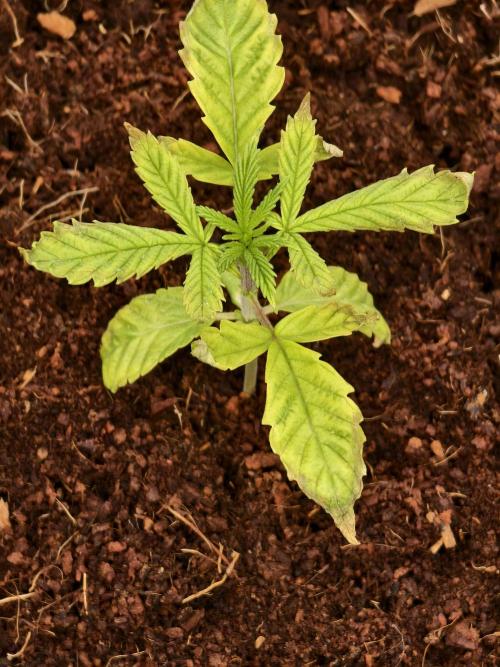 Fruit Gum fem COCOSIK. Week 2