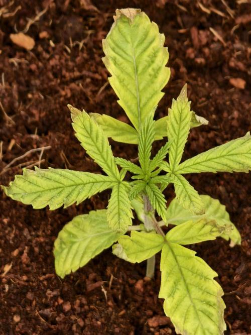 Fruit Gum fem COCOSIK. Week 2