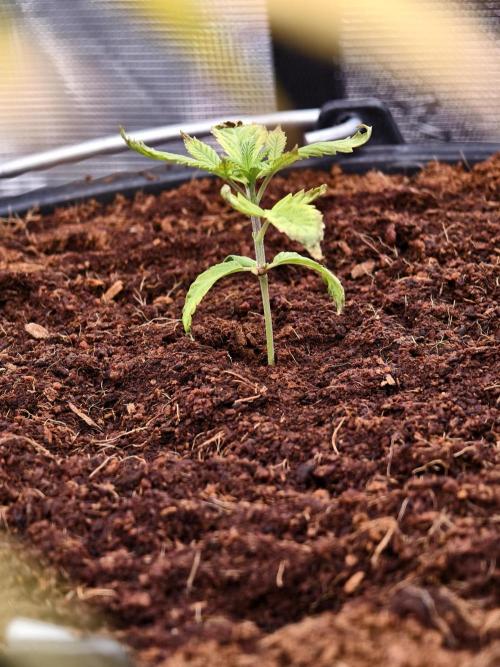 Fruit Gum fem COCOSIK. Week 2