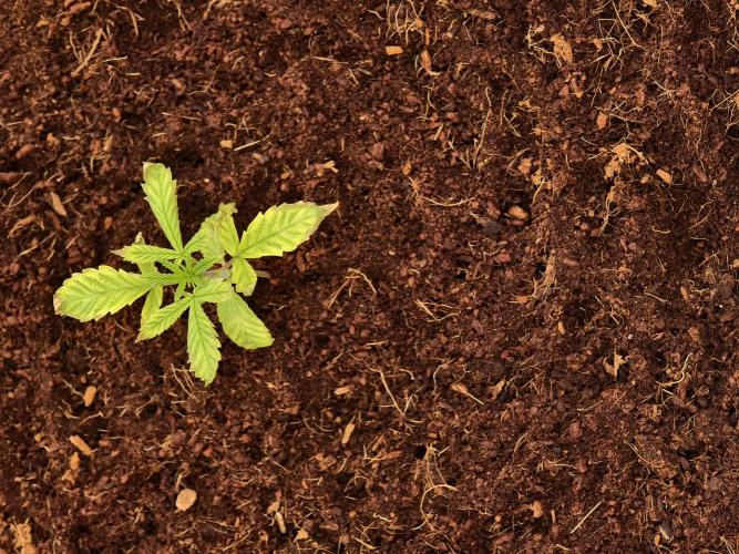 Fruit Gum fem COCOSIK. Week 2