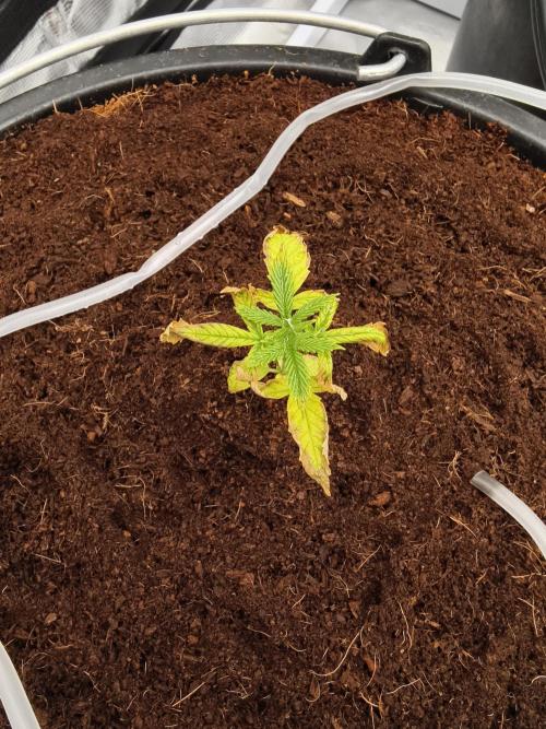 Fruit Gum fem COCOSIK. Week 2