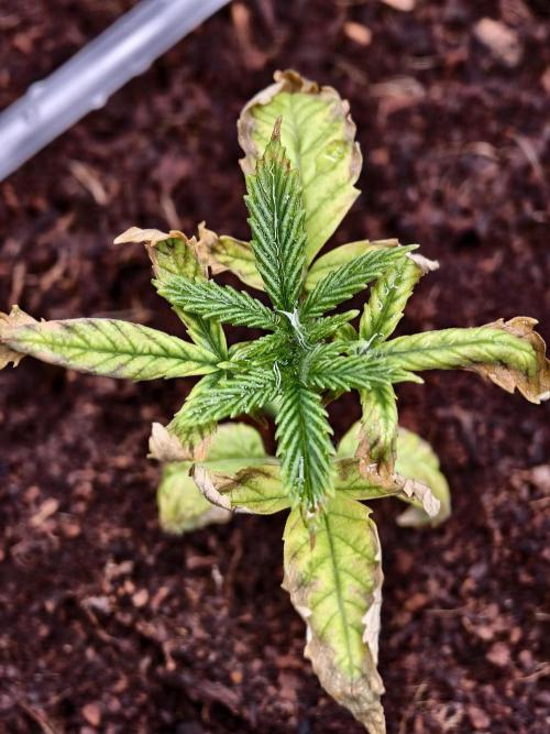 Fruit Gum fem COCOSIK. Week 2