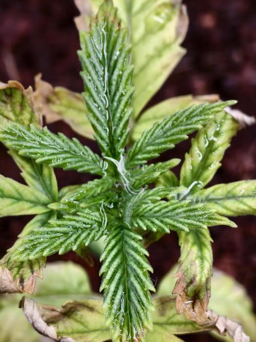 Fruit Gum fem COCOSIK. Week 2