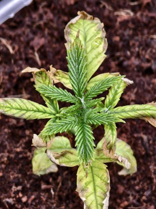 Fruit Gum fem COCOSIK. Week 2