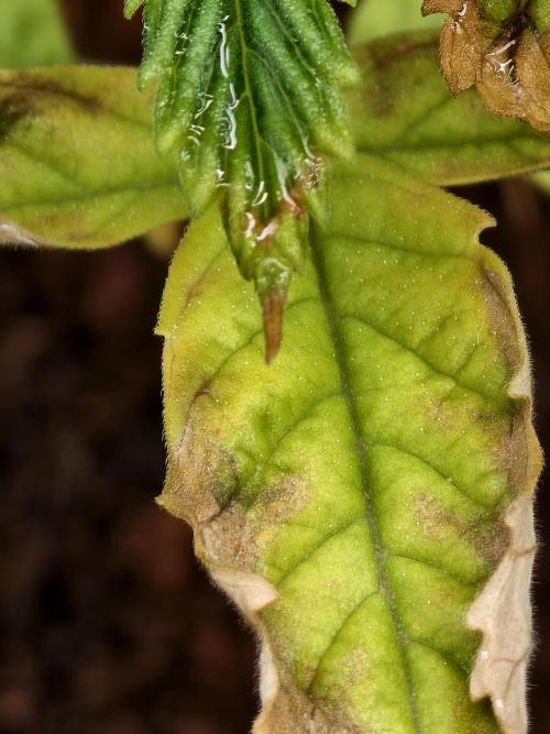 Fruit Gum fem COCOSIK. Week 2