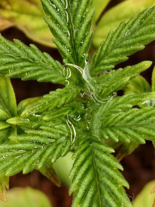 Fruit Gum fem COCOSIK. Week 2