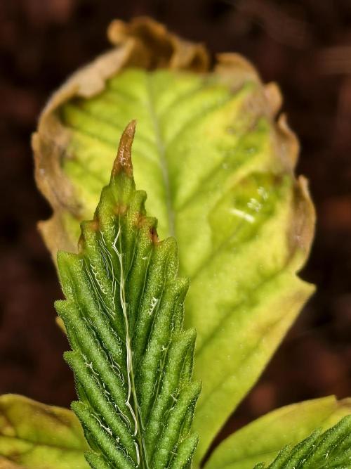 Fruit Gum fem COCOSIK. Week 2