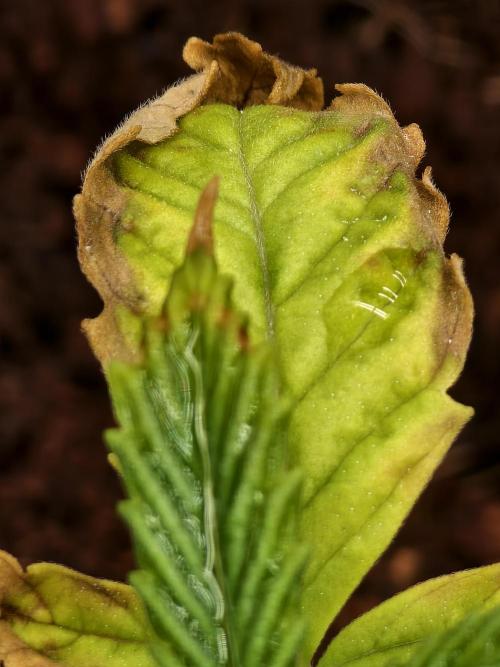 Fruit Gum fem COCOSIK. Week 2